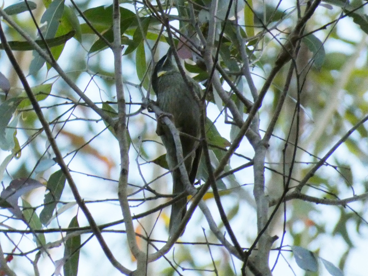 Lewin's Honeyeater - ML642475776