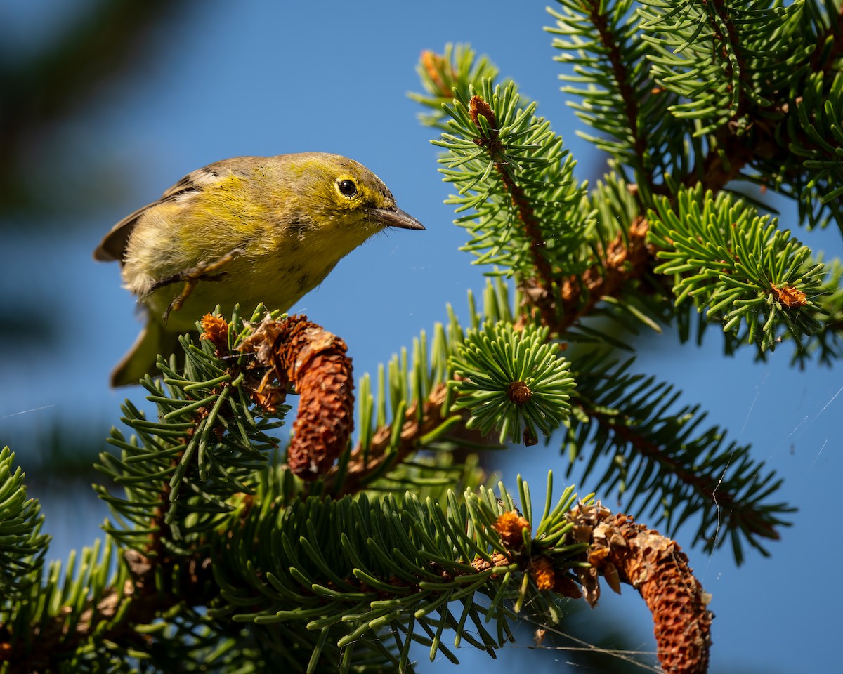Pine Warbler - ML642475798