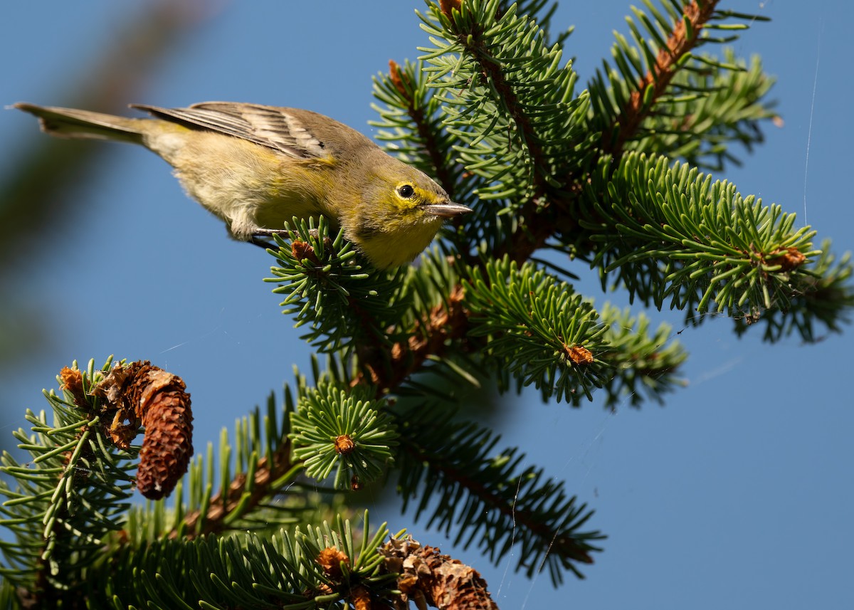 Pine Warbler - ML642475799