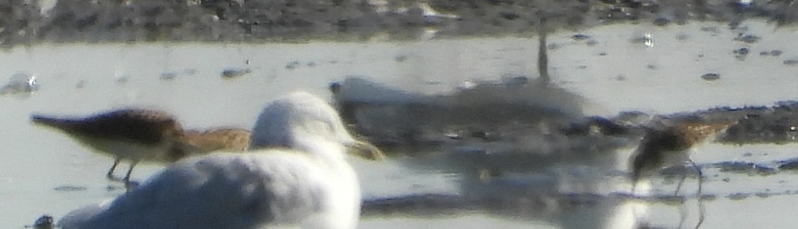 Least Sandpiper - ML642475800