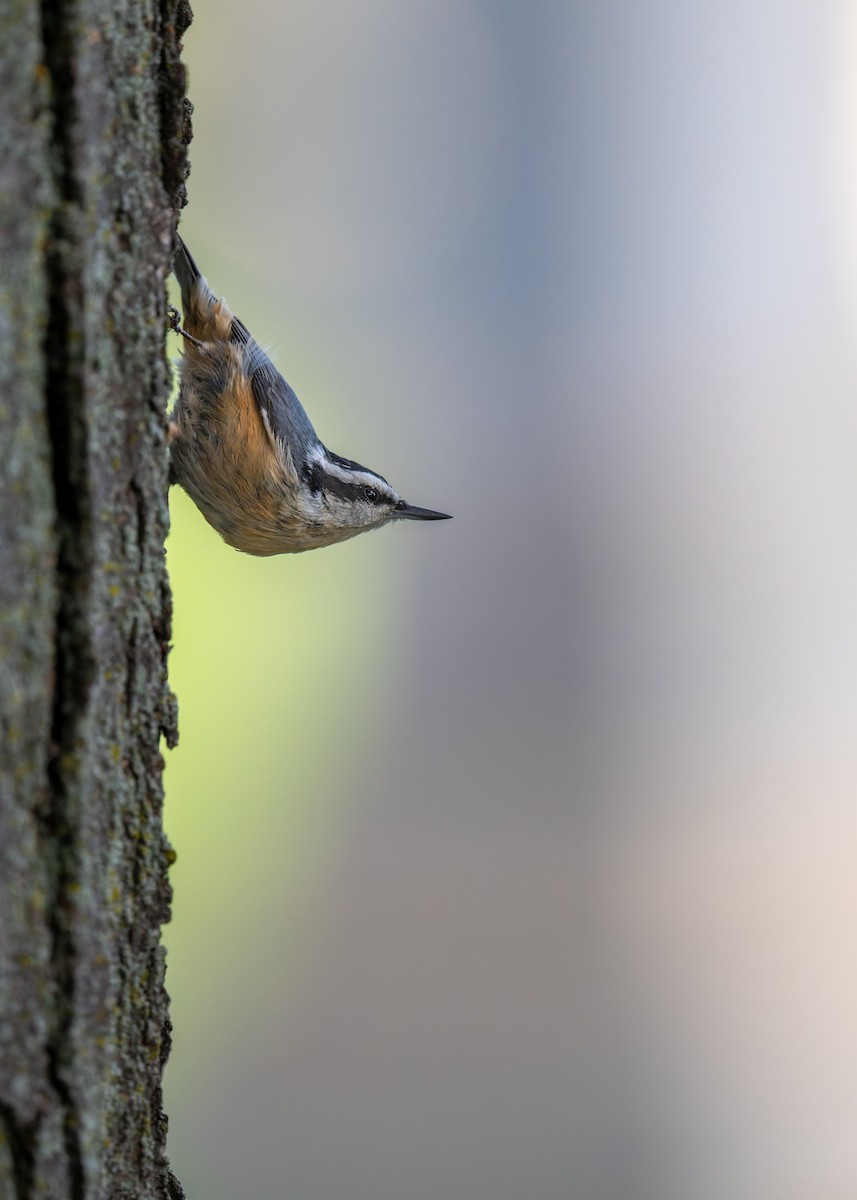 Red-breasted Nuthatch - ML642475805