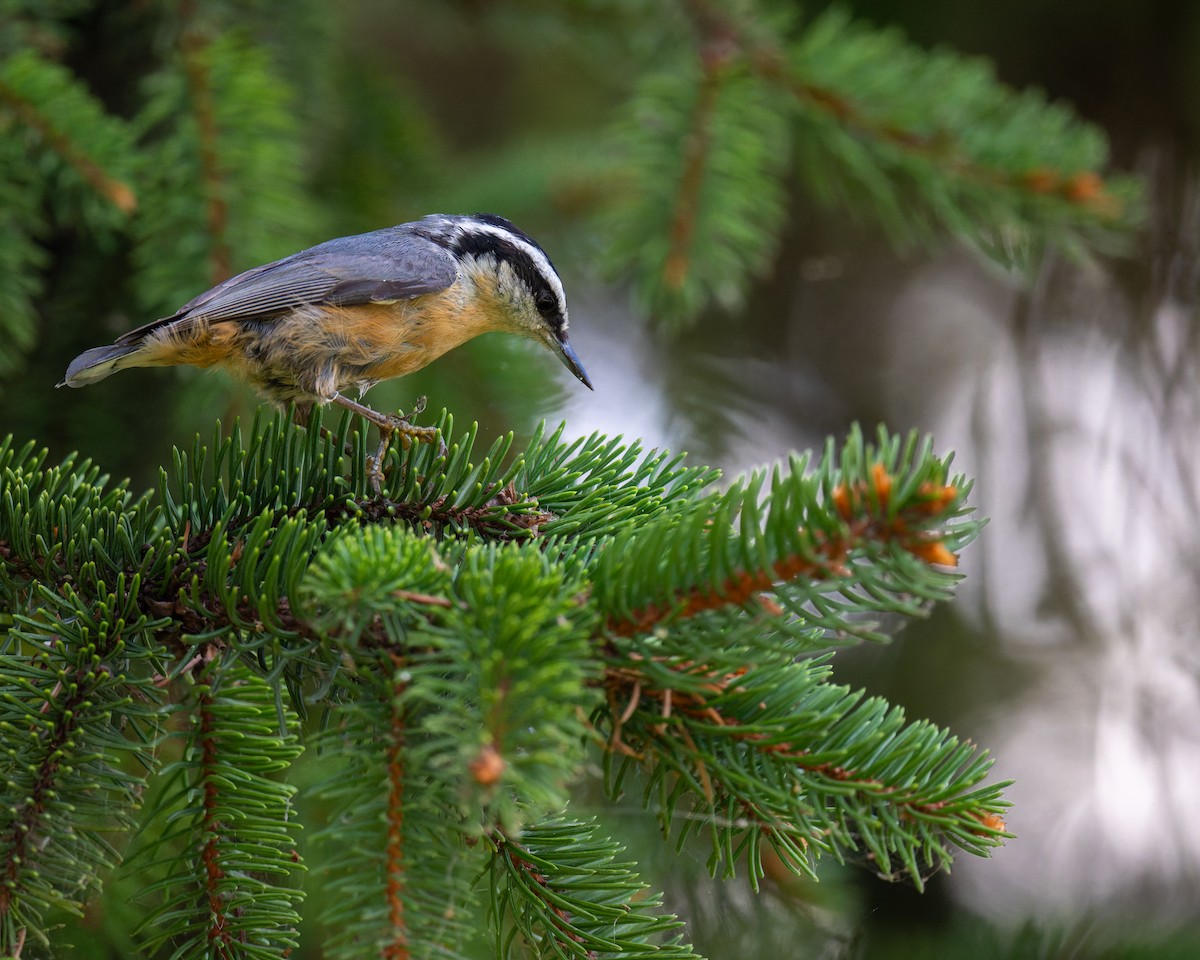 Red-breasted Nuthatch - ML642475807