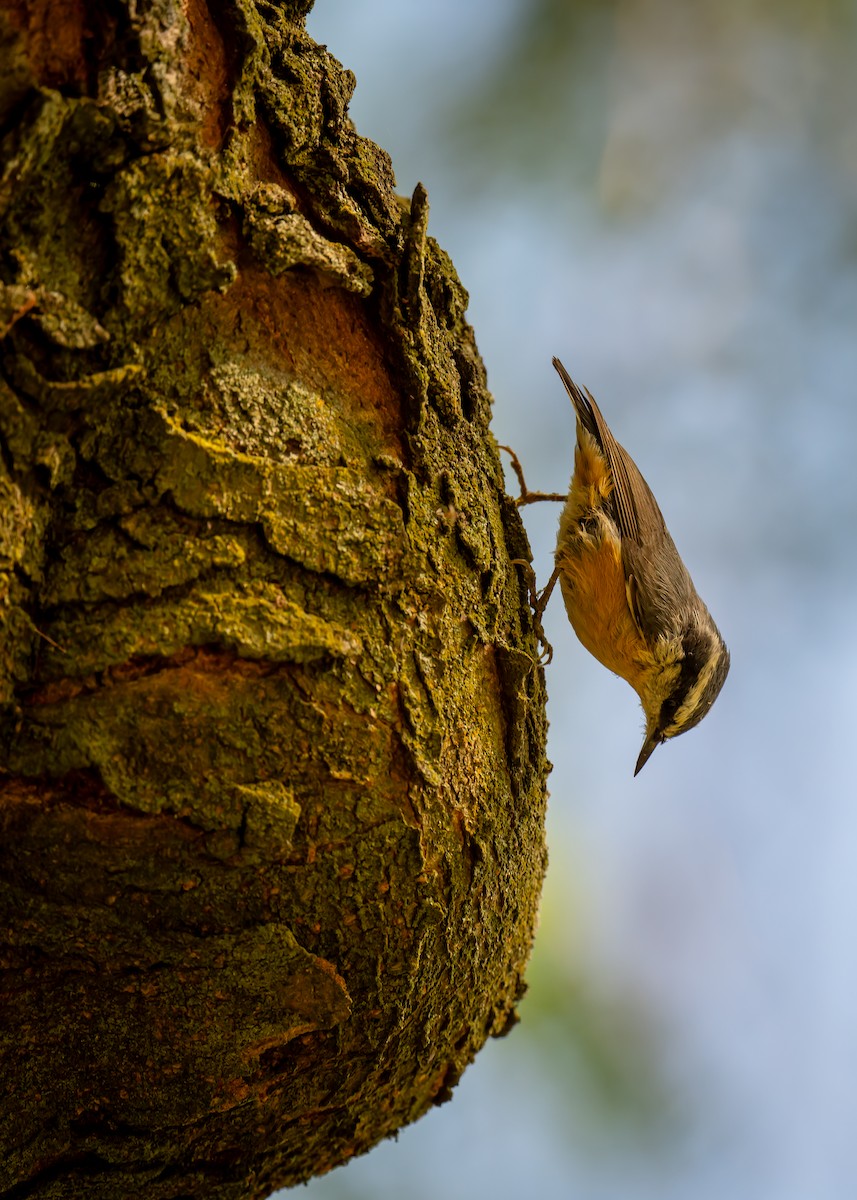 Red-breasted Nuthatch - ML642475808