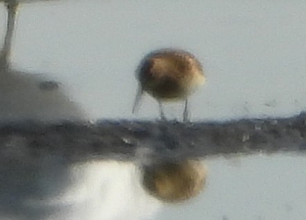 Least Sandpiper - ML642475810