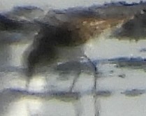 Least Sandpiper - ML642475820