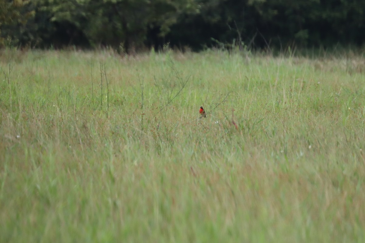 Red-breasted Meadowlark - ML642475831