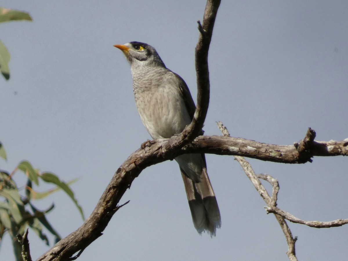 Noisy Miner - ML642475839