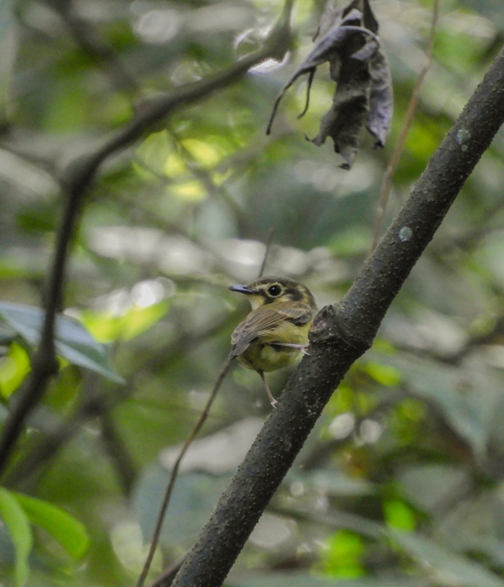 White-throated Spadebill - ML642475844