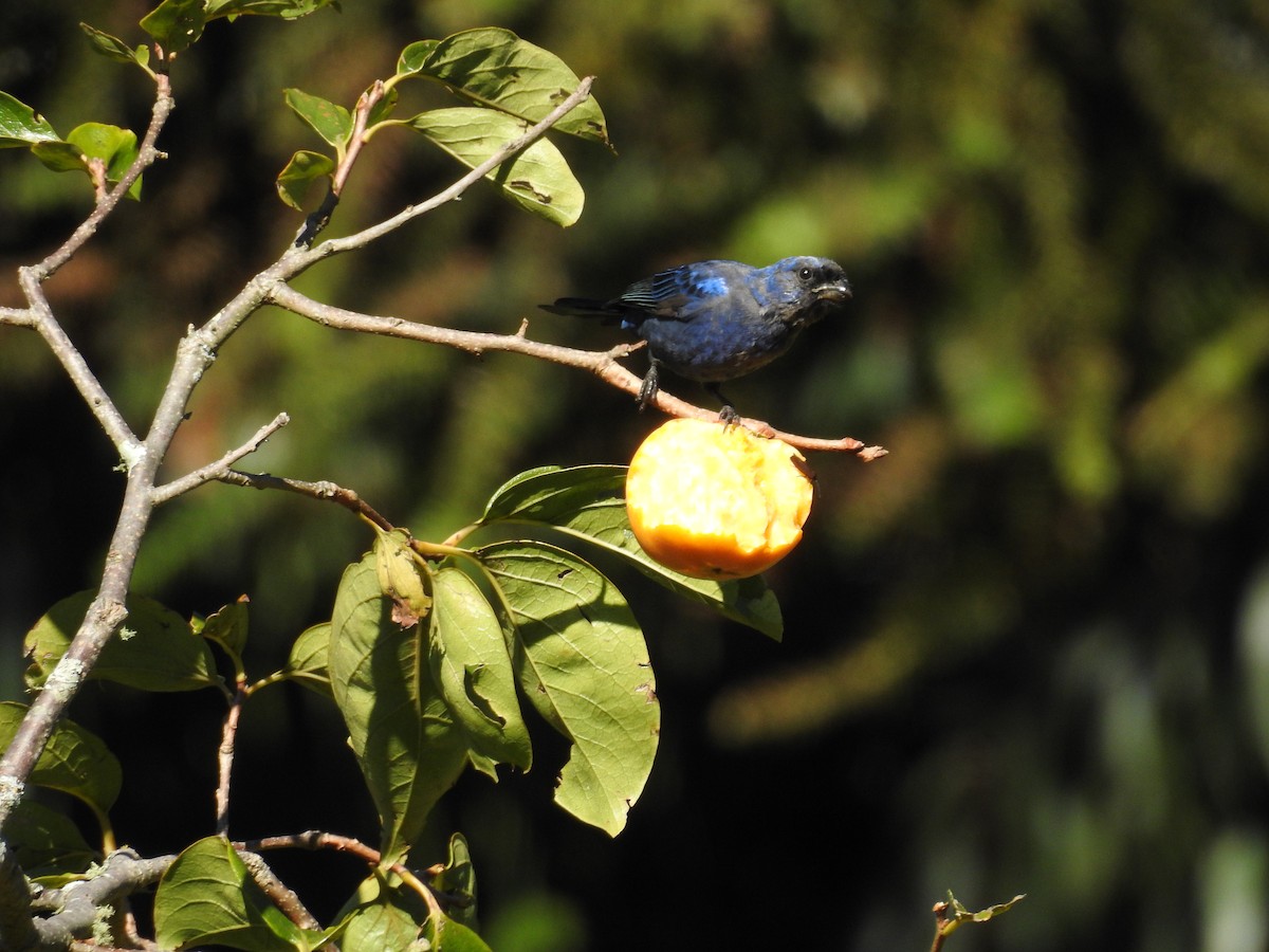 Diademed Tanager - ML642475860