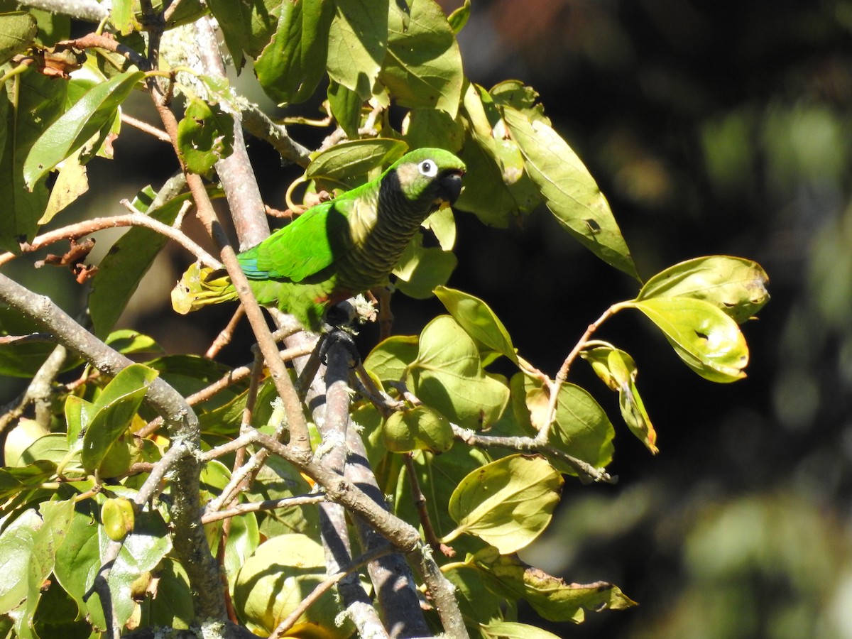 Maroon-bellied Parakeet - ML642475876