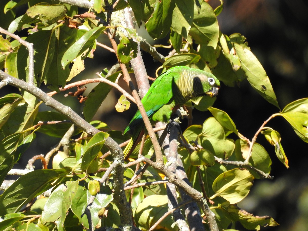 Maroon-bellied Parakeet - ML642475879