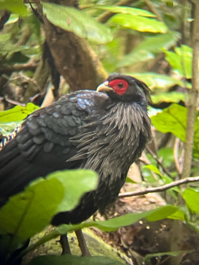 Kalij Pheasant - ML642475892