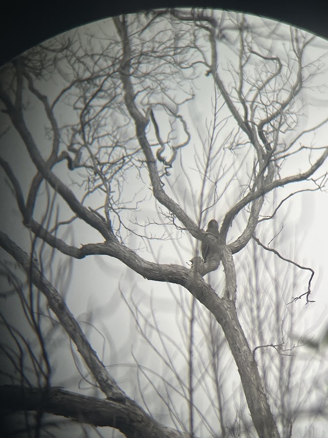 Hawaiian Hawk - ML642475894