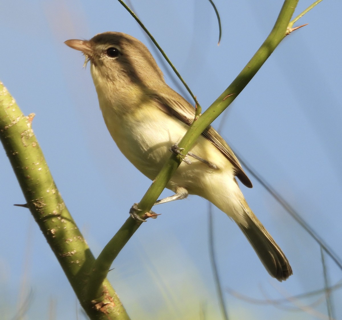 Bell's Vireo - ML642475904