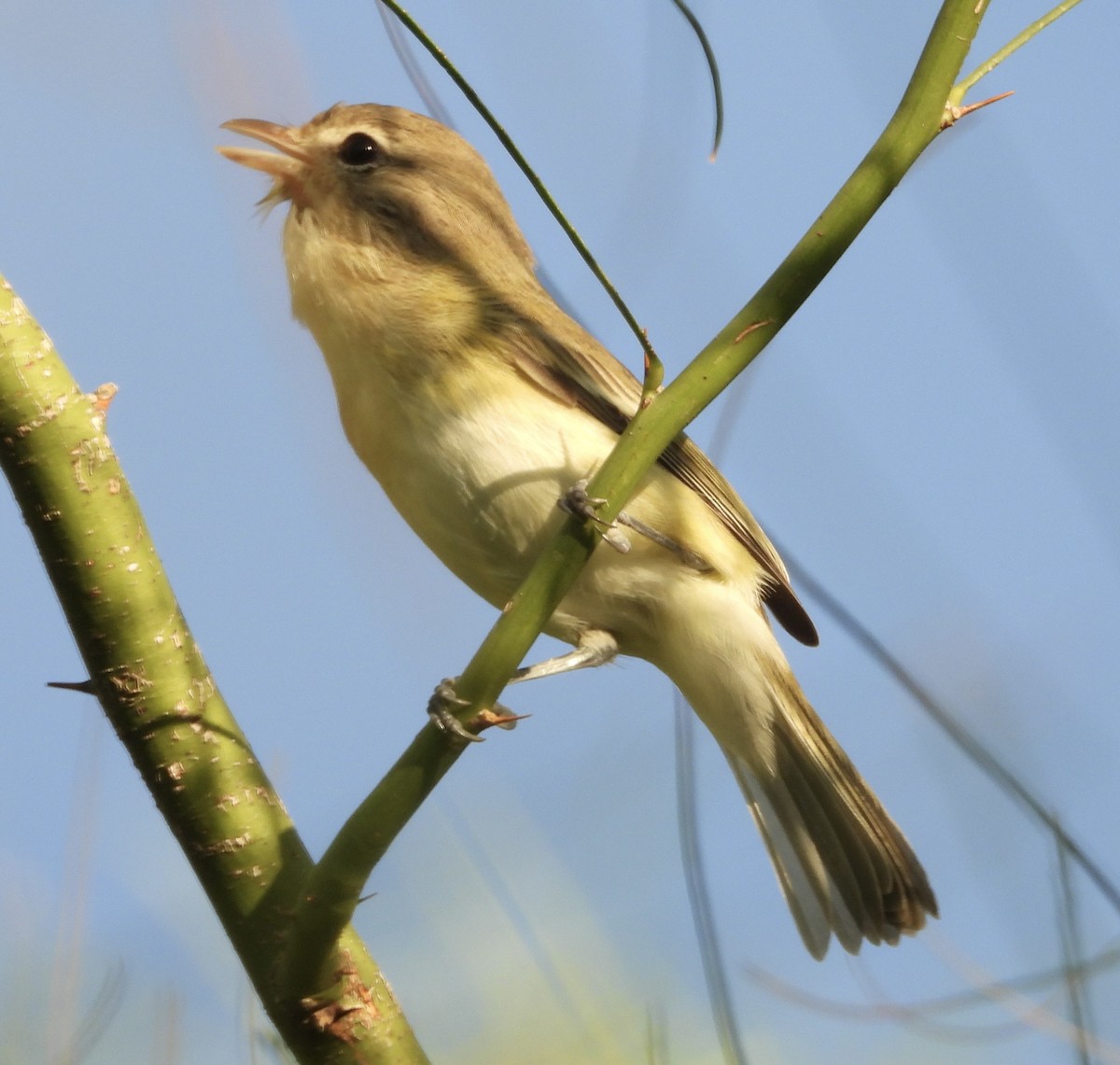 Bell's Vireo - ML642475905