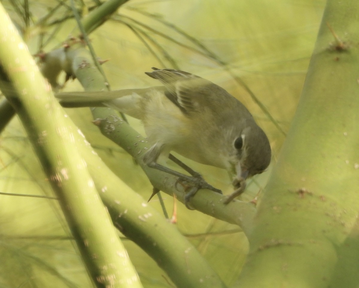 Bell's Vireo - ML642475906