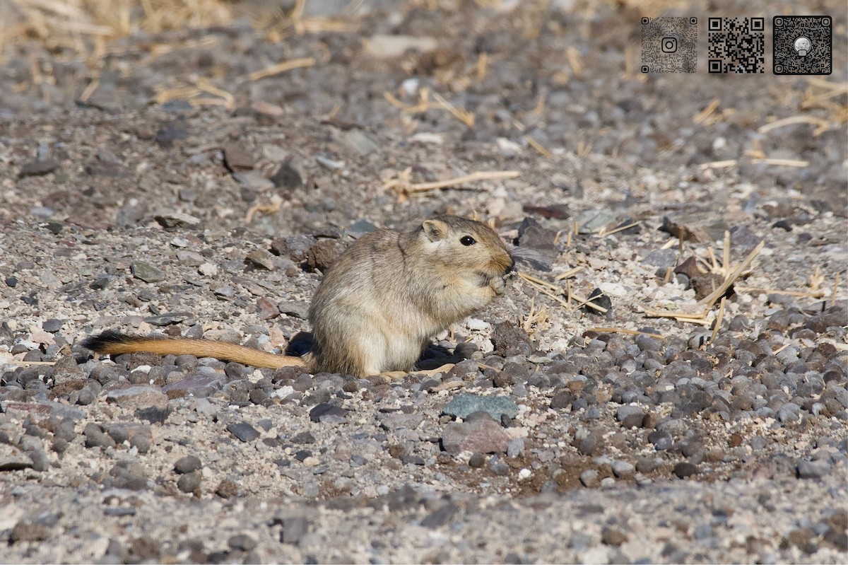 Great Gerbil - ML642475912