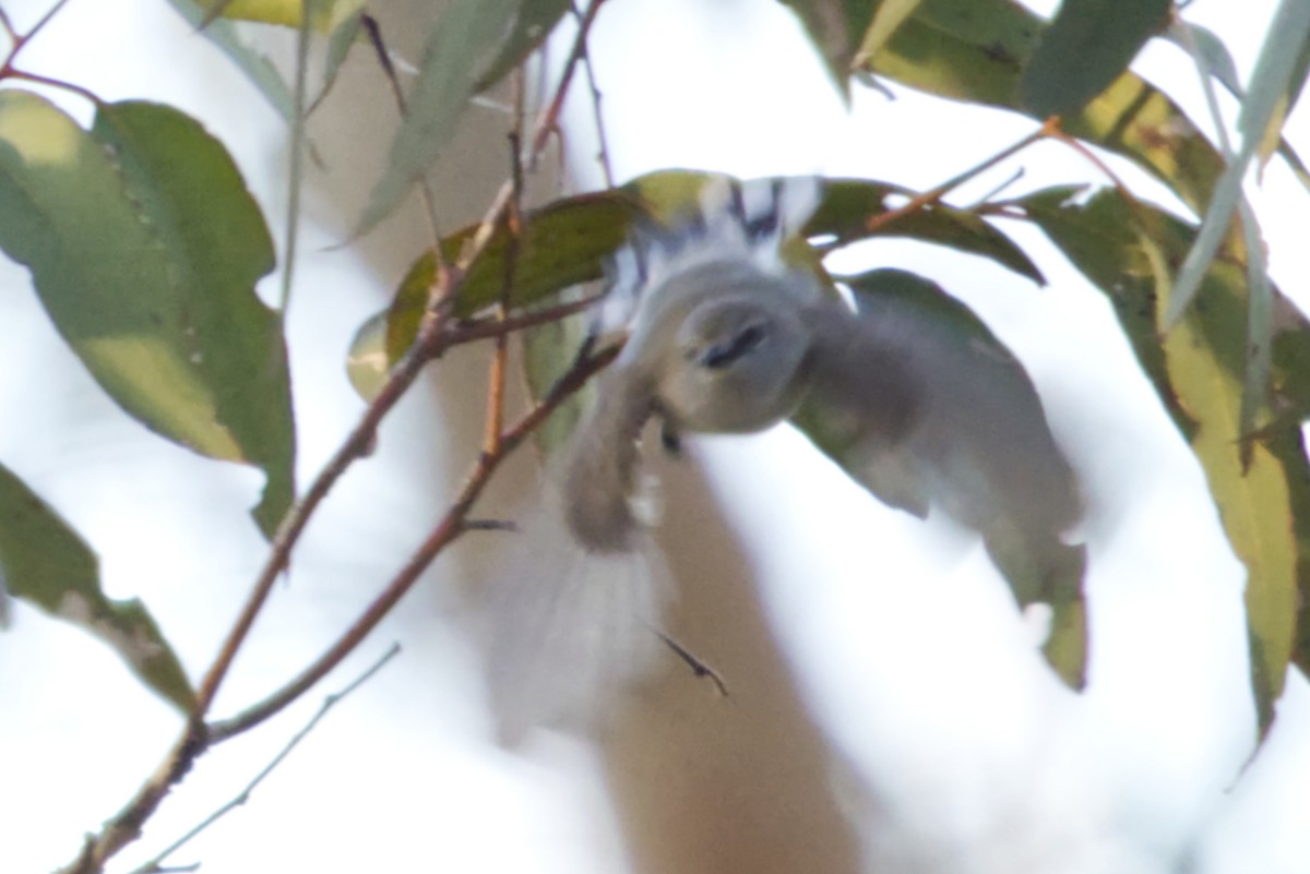 Western Gerygone - ML642475927