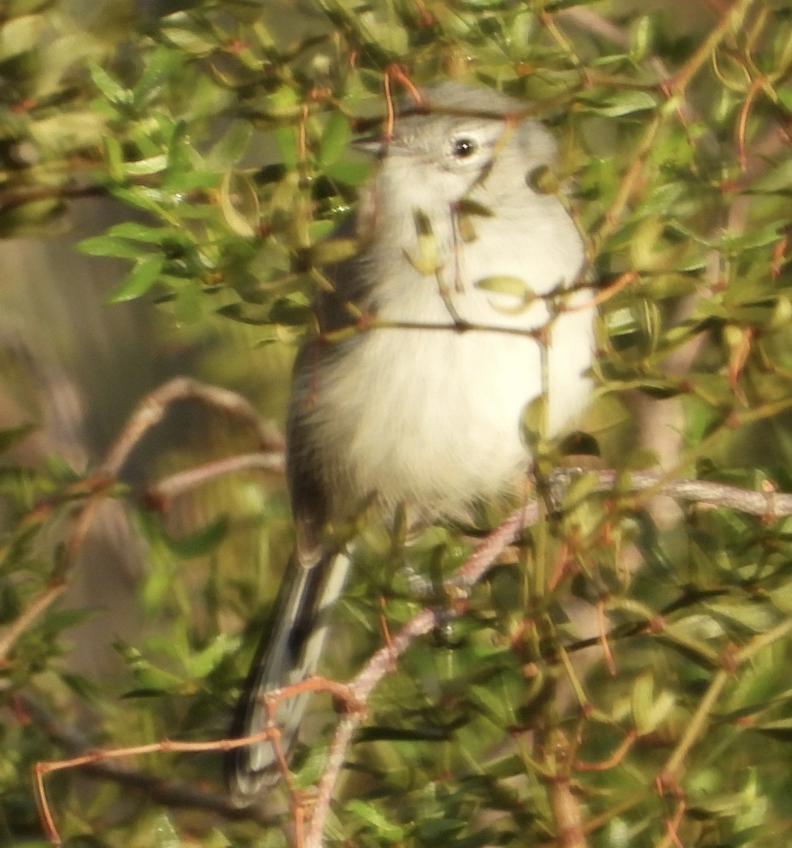 Black-tailed Gnatcatcher - ML642475935