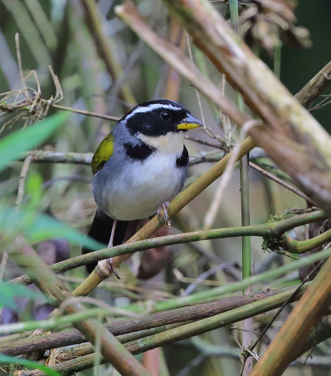 Half-collared Sparrow - ML642475936