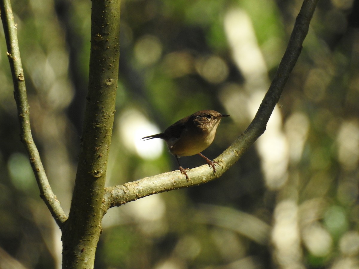 Southern House Wren - ML642475941