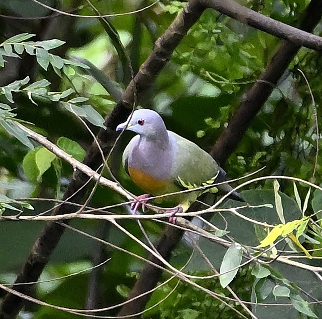 Pink-necked Green-Pigeon - ML642475960