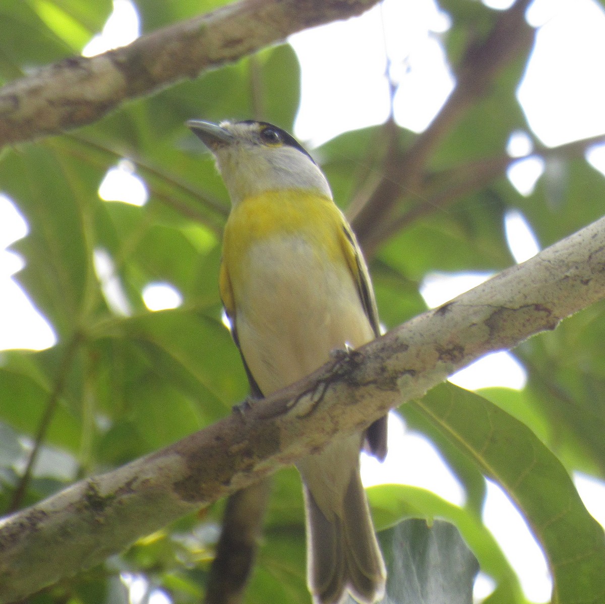 Green-backed Becard (Green-backed) - ML642475992