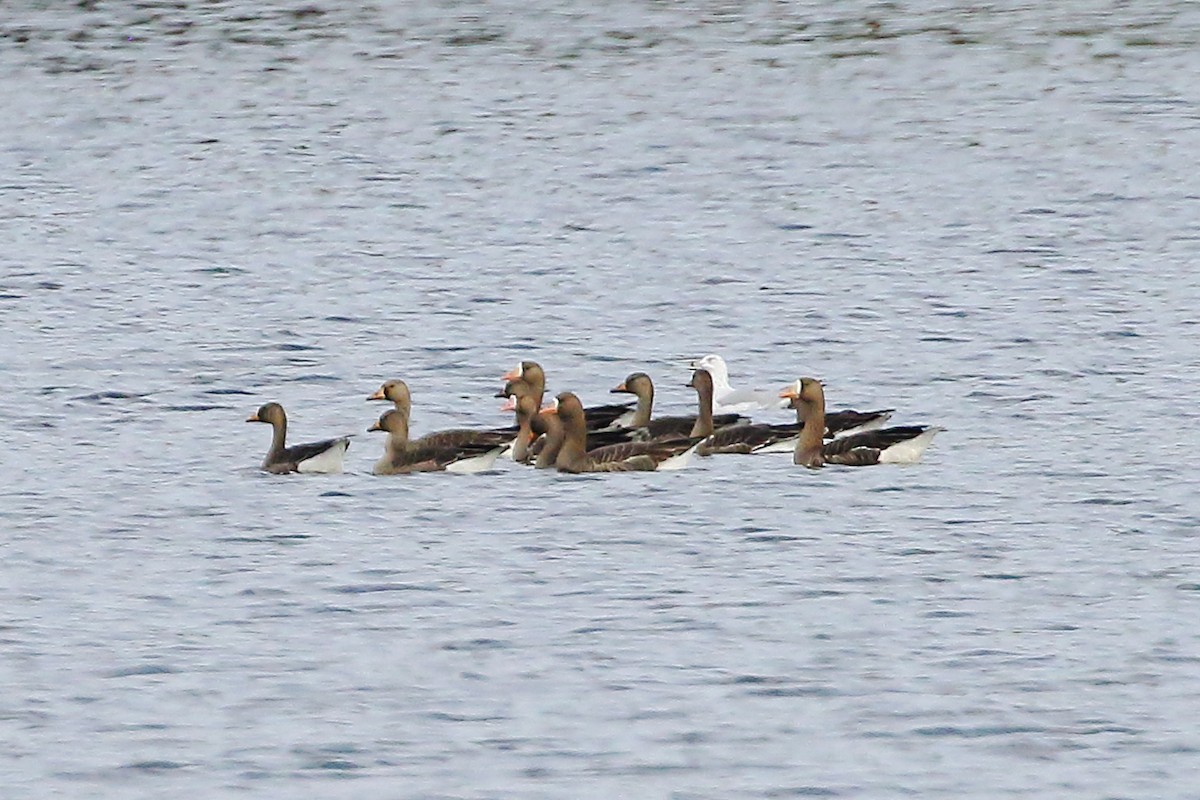 Greater White-fronted Goose - ML642475993