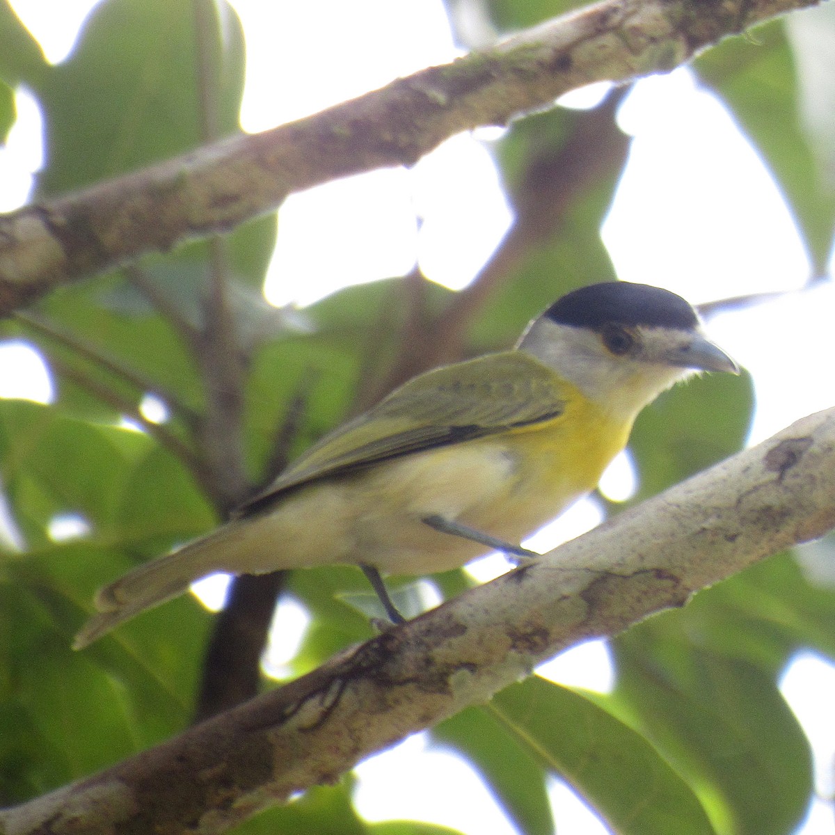 Green-backed Becard (Green-backed) - ML642475995