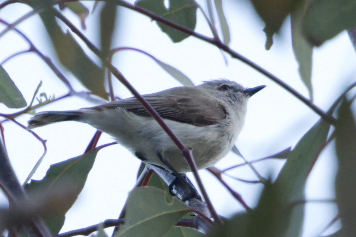 Western Gerygone - ML642476029