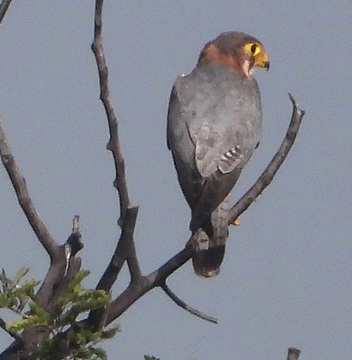 Red-necked Falcon - ML642476037