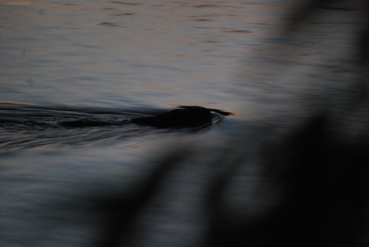 North American River Otter - ML642476047