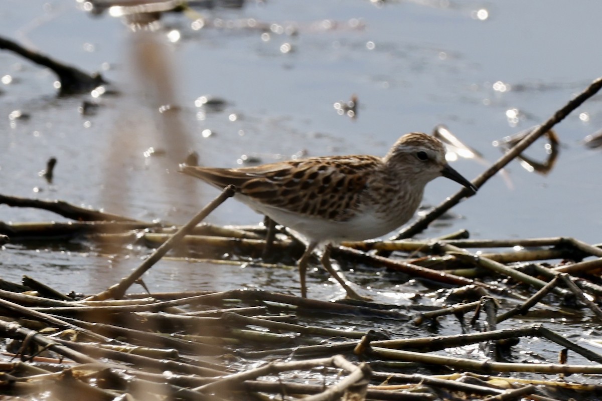 Least Sandpiper - ML642476057