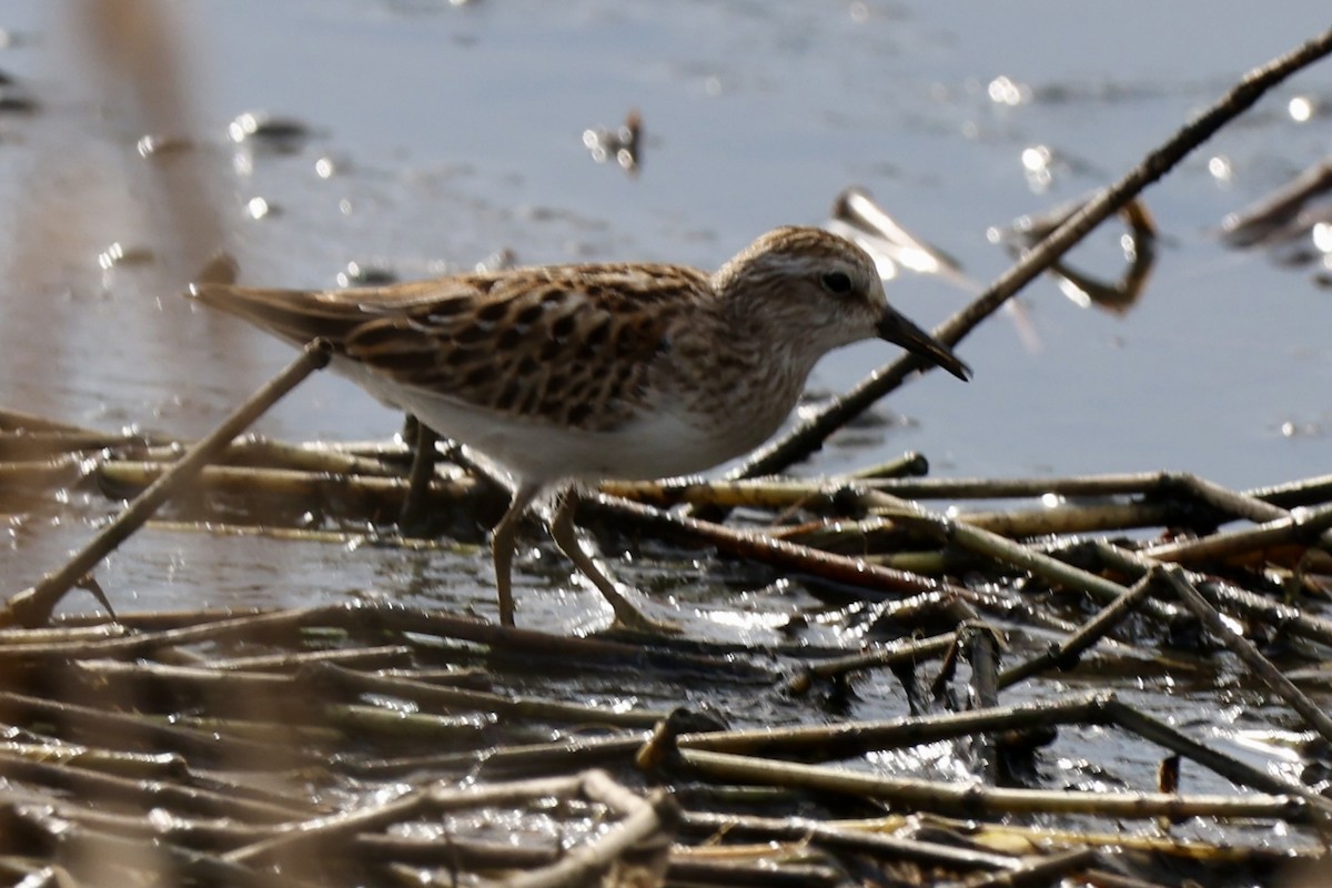 Least Sandpiper - ML642476058