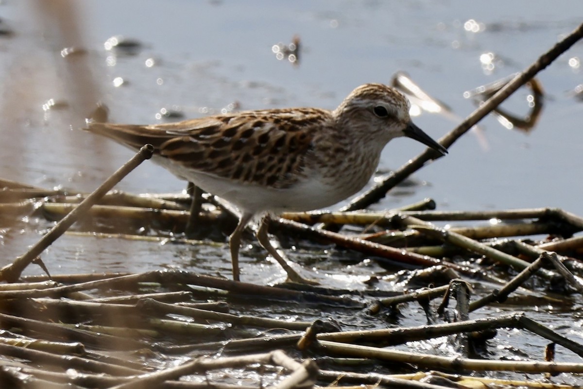Least Sandpiper - ML642476059
