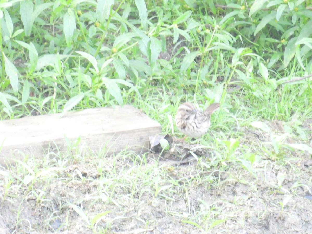 Clay-colored Sparrow - ML642476064