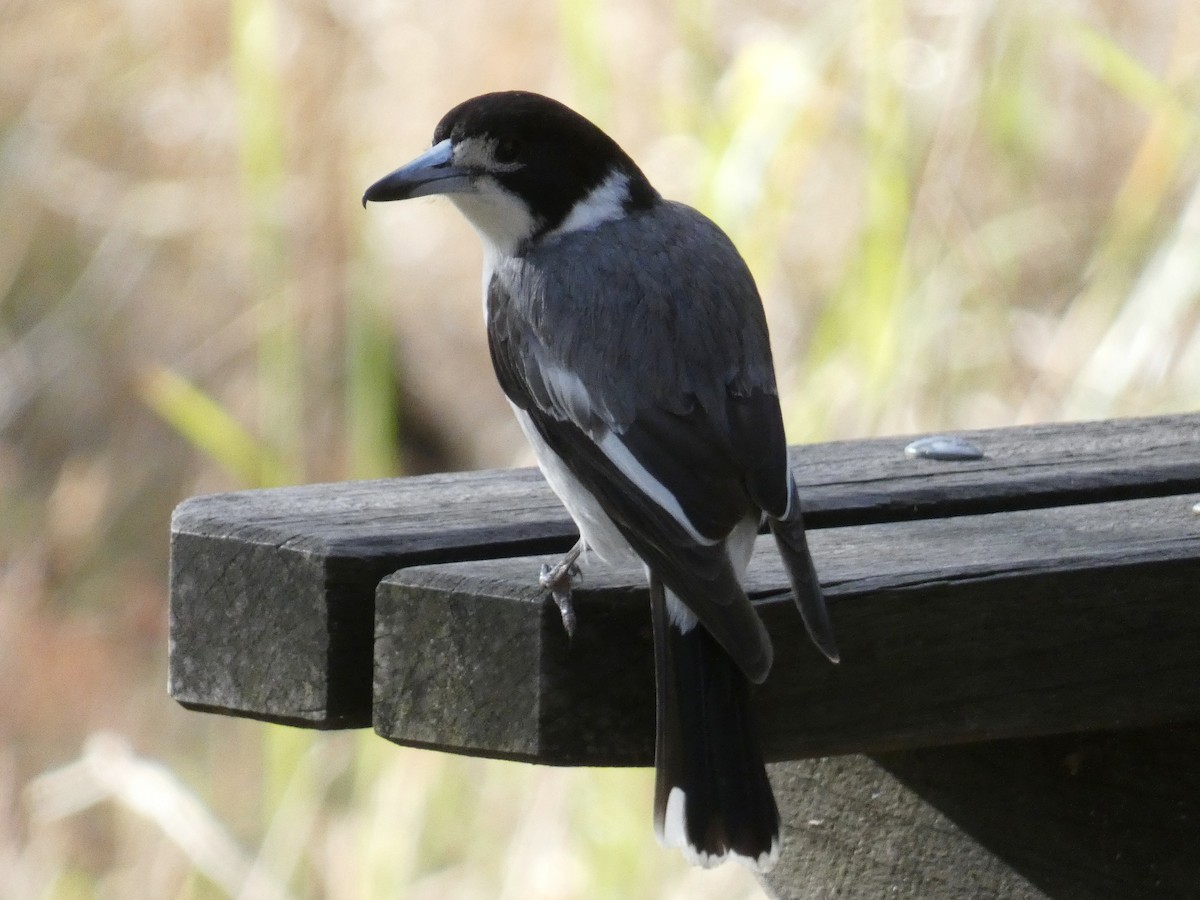 Gray Butcherbird - ML642476068