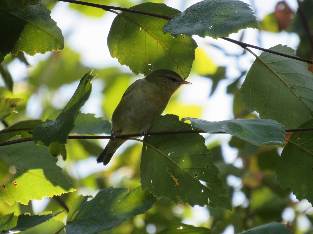 møllparula - ML642476082