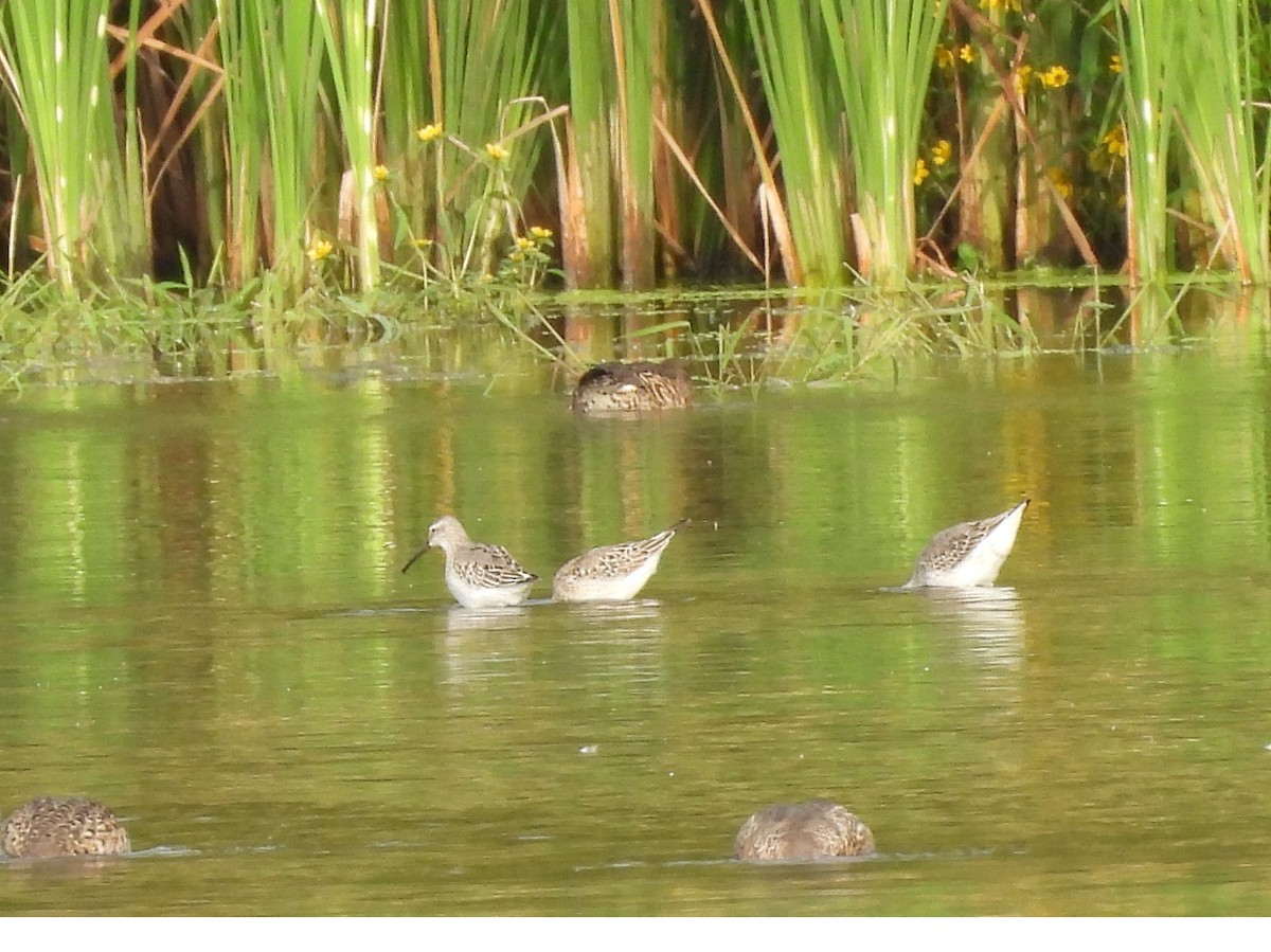 Stilt Sandpiper - ML642476087