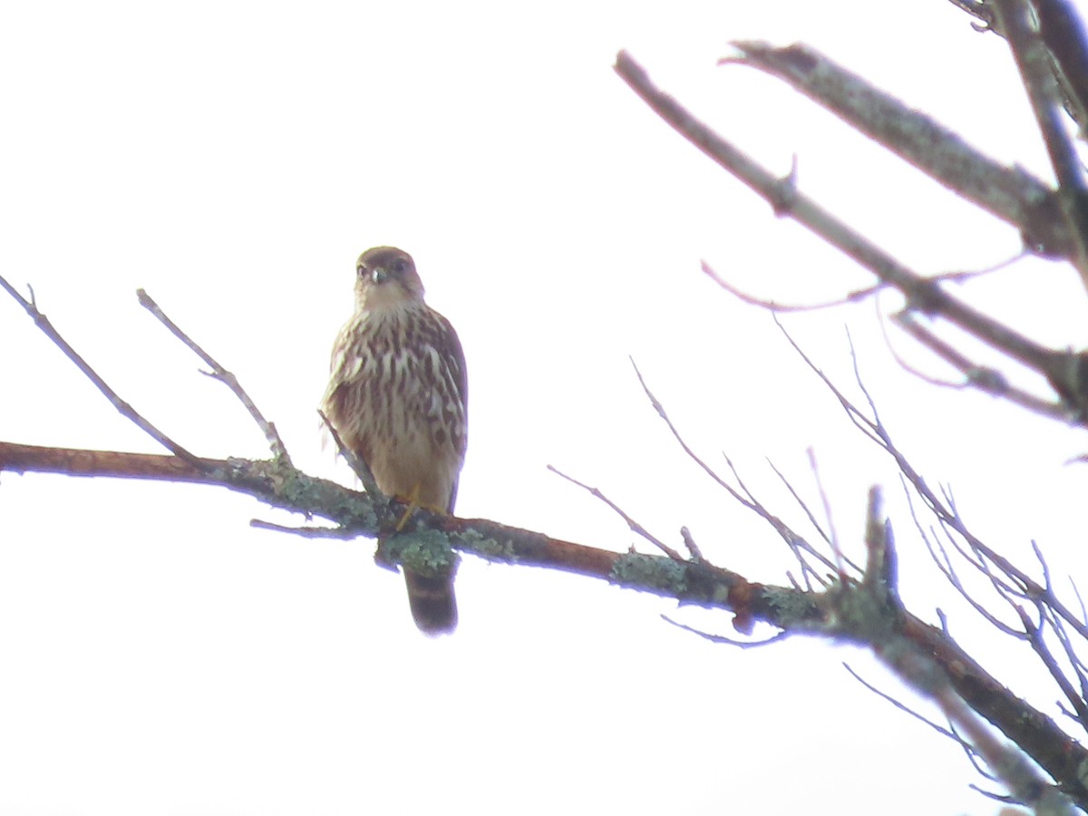 dřemlík tundrový - ML642476088