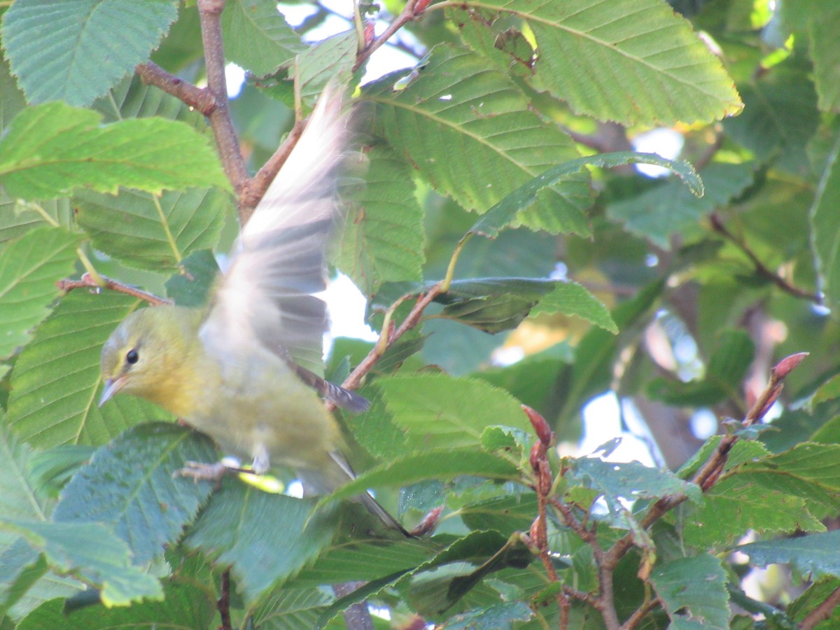 møllparula - ML642476111