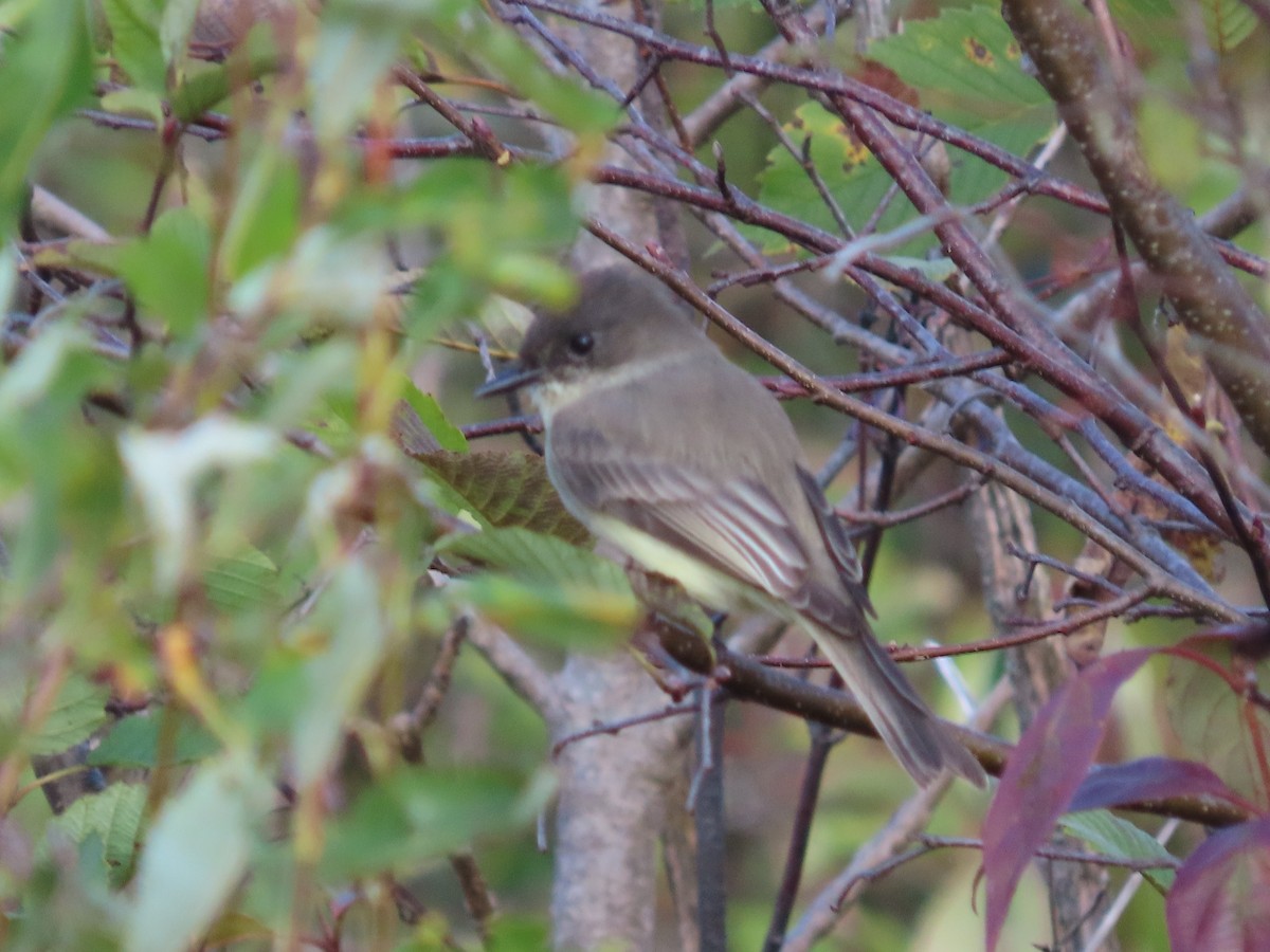 tyranovec domácí - ML642476112