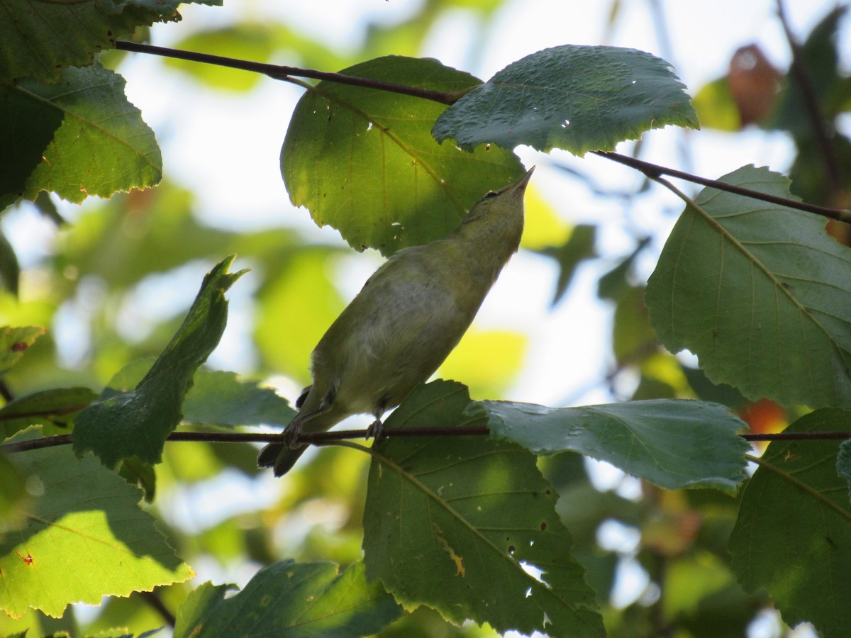 møllparula - ML642476119