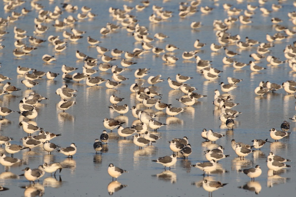 Franklin's Gull - ML642476120