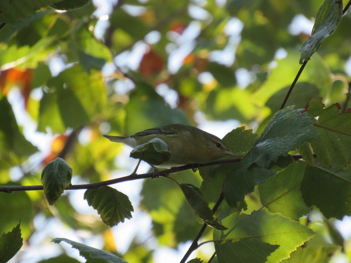 møllparula - ML642476124