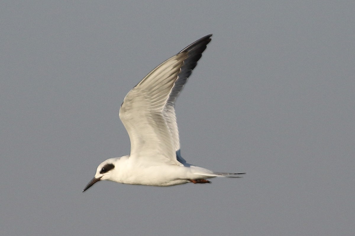 Forster's Tern - ML642476129