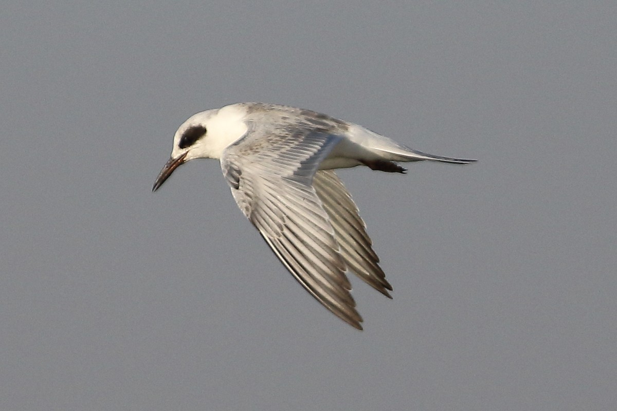 Forster's Tern - ML642476130