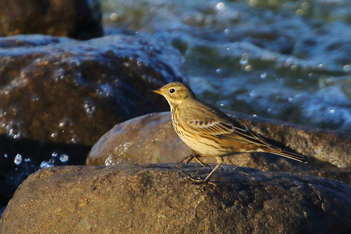 American Pipit - ML642476135