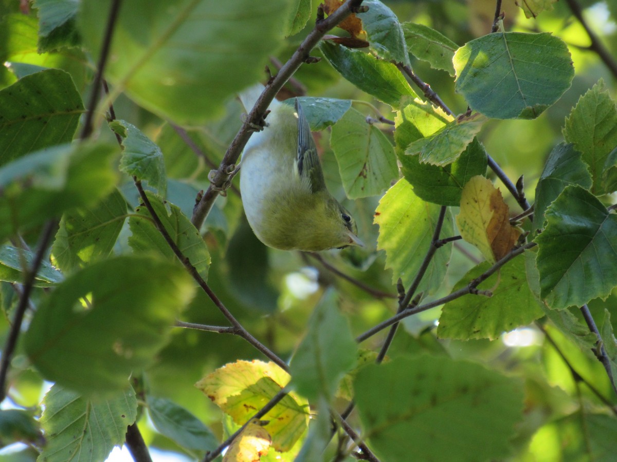 møllparula - ML642476138