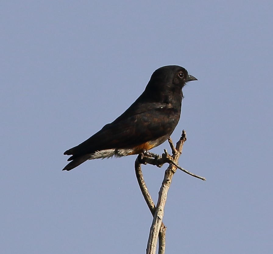 Swallow-winged Puffbird - ML642476139